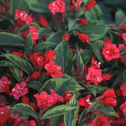 Weigelia, Brigela